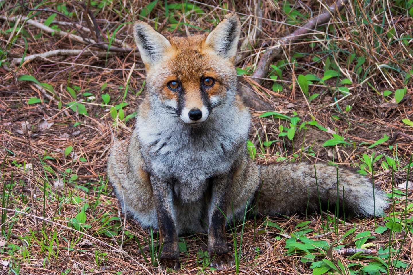 Fantastic Mr. Fox